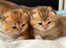 Golden British Shorthair kittens