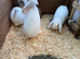 8 wk old mini lops