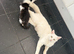 Kittens READY NOW