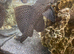 Pleco