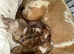 Miniature Dachunds
