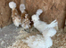 Frizzle feather polish chicks