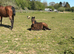 Thoughbread x Irish sport horse