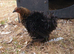 2 pekin pullets