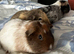 Female baby guinea pigs - ready to leave
