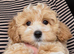 F1 Maltipoo puppies DNA tested Clear