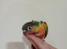 Fully tame Baby suncheek & Greencheek hand rearing