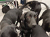 Puppies