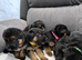 ️7 Beautiful German Shepherd Puppies️