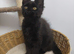 Maine coon kitten