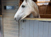Rusty Springs 16hh Rose grey