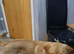 Labrador