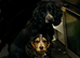 5 month old cocker spaniel