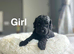 Lovely cockapoo girls and boys ready 7th November