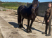 Fresian x irish Cob