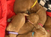 Bocker Beagle x Cocker Spaniel puppies