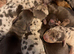 Miniture dachshund puppies