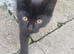 Mocco needs a forever home