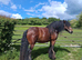 Ruby 6 year old driving mare