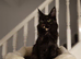 Exceptional Maine Coon Kittens – Huge Champion Bloodlines