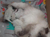 Beautiful GCCF Registered Ragdoll Kittens.