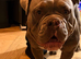 Loving Dorset Old Tyme Bulldogge