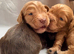 Stunning working cocker spaniel puppies