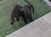 French bulldog mixed terrier