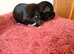 KC Chihuahua puppys