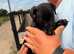 Patterdale puppies