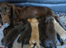 Kc cocker spaniel liver and golden pups born 26/07/26