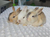Beautiful baby lop bunnies