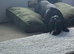 Rehome Staffy