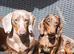Rio dachshund stud