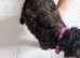COCKAPOO LAST BLACK BOY