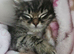 Tinkerbell still looking forever home