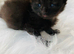 Adorable kittens