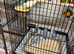 Baby budgies
