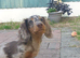 Miniature longhair female