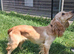 Beautiful Cocker Spaniel Adult Bitch