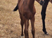 Beautiful Anglo Arab filly foal.