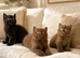 British shorthair kittens ready now