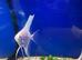 Platinum Angelfish (Pterophyllum scalare)