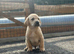 Labrador pups