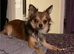 CHIHUAHUA/BORDER TERRIER MIX FEMALE