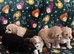 6 beautiful fluffy puppies born to our pretty Cavapoo Angie