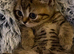 Beautiful British Shorthair Cross Male Kitten Looking for a Loving Home