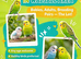 ALL BUDGIES WANTED! ANY AGE ANY COLOUR ANY QUANTITY