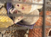 3 male rats and cage