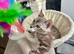 Mink bengal perfect personality Sociable boy!